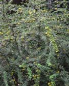 Berberis wilsoniae parvifolia