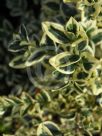 Buxus sempervirens Aureovariegata