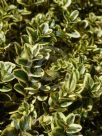 Buxus sempervirens Aureovariegata