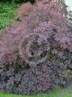 Cotinus coggygria Notcutt's Variety