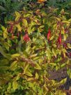 Fuchsia magellanica Mountain Gold