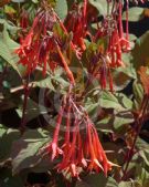 Fuchsia Thalia