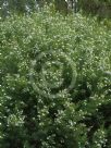 Westringia longifolia Snow Flurry