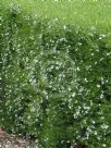Westringia longifolia Snow Flurry