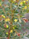 Acacia acinacea Ruby Tips