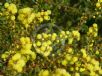 Acacia acinacea Ruby Tips