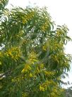 Acacia crassa