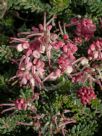 Grevillea lanigera Mt Tamboritha