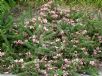 Grevillea lanigera Mt Tamboritha