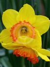 Narcissus Division 2 Bright Lass