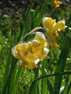 Narcissus Division 11 Sovereign