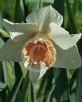Narcissus Division 2 Exotic Pink