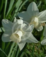 Narcissus Division 2 Tiddly Wink