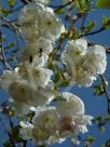 Prunus Shirotae