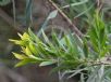 Acacia boormanii Gold Tips