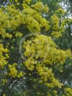 Acacia boormanii Gold Tips