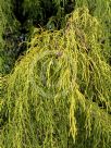 Cupressus macrocarpa Aurea Saligna