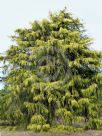 Cupressus macrocarpa Aurea Saligna