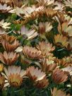 Osteospermum fruticosum Copper Yellow