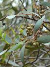 Eucalyptus falcata falcata