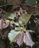 Corylus avellana Fuscorubra