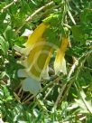 Cantua buxifolia Alba