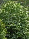 Viburnum plicatum tomentosum Lanarth