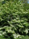 Viburnum plicatum tomentosum Lanarth