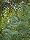 Eucalyptus goniantha notactites