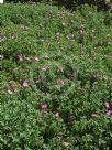 Cistus pulverulentus Sunset