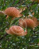 Leucospermum Firewheel