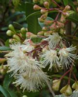 Syzygium australe Hunchy