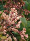 Syzygium australe Hunchy