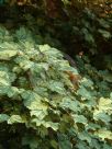 Acer pseudoplatanus variegatum