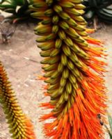 Aloe Bottlebrush