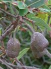 Corymbia Dwarf Orange