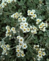 Helichrysum Silver Dome