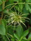 Clematis viorna