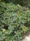 Banksia serrata (prostrate)