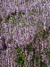 Calluna vulgaris Walter Ingwersen