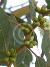 Eucalyptus valens