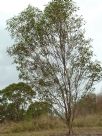 Eucalyptus valens