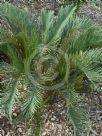 Cycas platyphylla