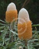 Banksia hookeriana prionotes
