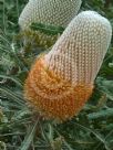 Banksia hookeriana prionotes