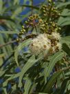 Corymbia stockeri