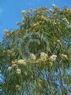 Corymbia stockeri