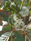 Eucalyptus atrata