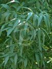 Fraxinus angustifolia oxycarpa
