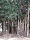 Ficus macrophylla columnaris
